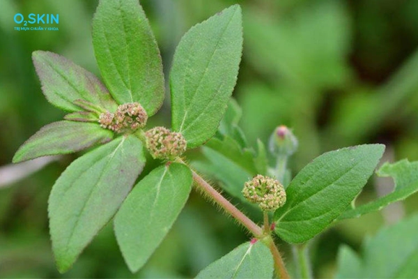 Cây cỏ sữa có trị mụn trứng cá không